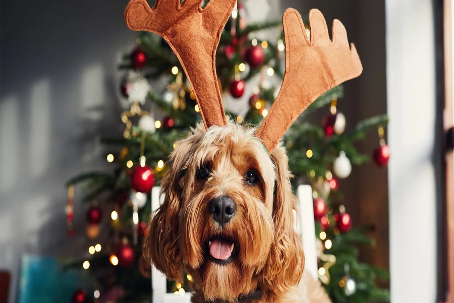 Things to Do on Christmas Day